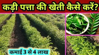 कड़ी पत्ता/ करी पत्ता की खेती कैसे करें । Kadhipatta /Curry patta Farming
