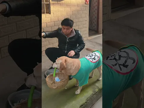 The considerate puppy cares about its owner, which is touching貼心小狗關心主人，令人感動