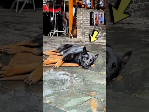 Dog fell ill after getting drenched in rain 🌧️ 🐕😭