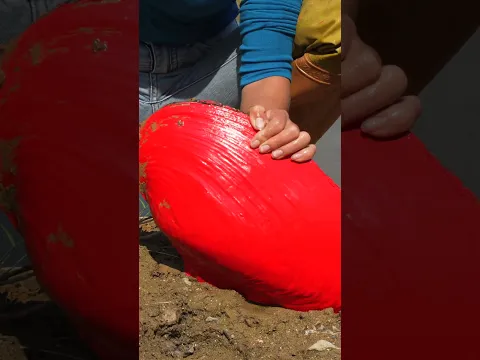 😱😱🪓 Girl Boldly Turns on Red Mutant Giant Clam ❤️