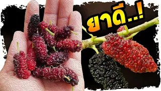 เช็คด่วน..!! พบใครมีอาการเหล่านี้ รีบกินมัลเบอร์รี่ (ลูกหม่อน) เสียดายถ้าไม่รู้ | Nava DIY