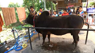 จัดทำยาชุดใหญ่วัวมาใหม่ “ทีมงานม่วง”