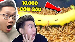 Mình Và @SonDuReacts  Khiếp Sợ Với 10000 Con Sâu Hủy Hoại Đồ Ăn
