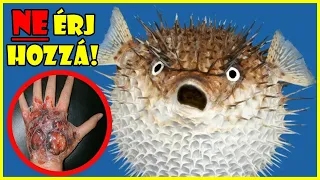 TOP 10 LEGMÉRGEZŐBB ÁLLAT A VILÁGON, AMIKET JOBB ELKERÜLNI! | A LEGVESZÉLYESEBB ÁLLATOK A FÖLDÖN
