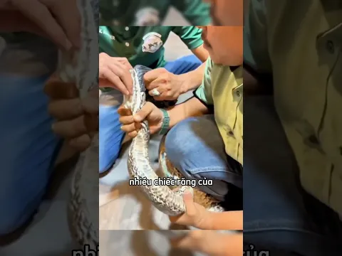 Mọi người nghĩ rằng con rắn có hai răng nhưng #shorts
