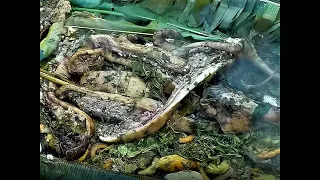 MUMU - TRADITIONAL STYLE COOKING! Must Watch! Pork and vegies cooked in a pit! #PapuaNewGuinea