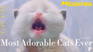 1 minutes of adorable 😻 cats and kittens videos to keep you smiling 😍💕