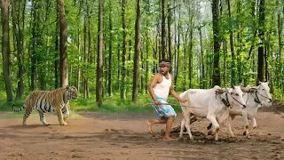 जंगल बाघ हमला | ROYAL BENGAL TIGER ATTACK | TIGER ATTACK STORIES...