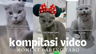 TARO KUCING BAIK HATI KUMPULAN MOMENT TINGKAH LUCU TARO | Part 1