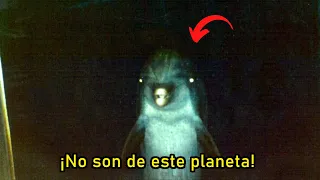 EL VIDEO QUE NATIONAL GEOGRAPHIC QUIERE BORRAR