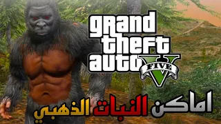 اماكن النباتات الذهبية وكيف نلعب في شخصية القرد في لعبة قراند5