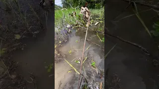 Incredible and creative creatfishing technique. #survival #fishing #nature #trending