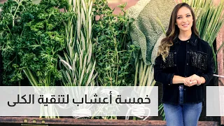 خمسة أعشاب لتنقية الكلى - رند الديسي