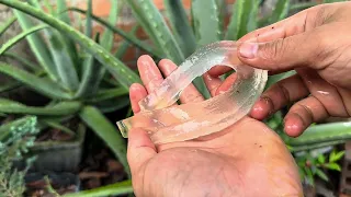 Instructions for properly cutting aloe vera branches