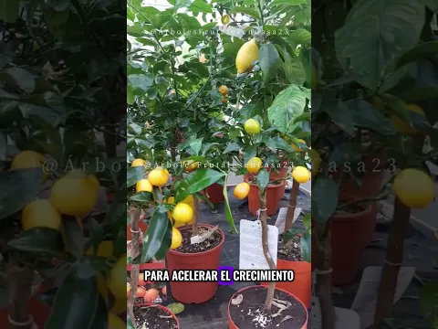 😱CULTIVA en tu JARDIN Árboles Frutales en Maceta todo el año de manera orgánica sin quimicos🍋
