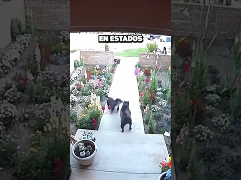 ¡Esta Familia Se Salvó Por Poquito! 😰