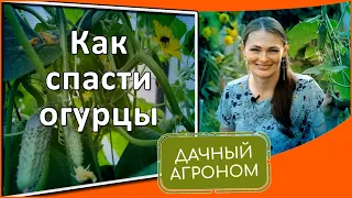 СПАСАЙТЕ ОГУРЦЫ! Желтеют и сохнут листья ТОЛЬКО НЕ У НАС