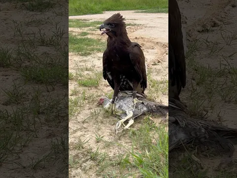 Amazing hawk eagle hunting bird for food 🦅#hawk #like #hunting #shorts #subscribe #shortsfeed