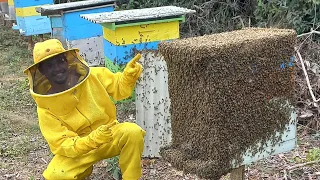 Como Obter Uma Boa Produção de Mel