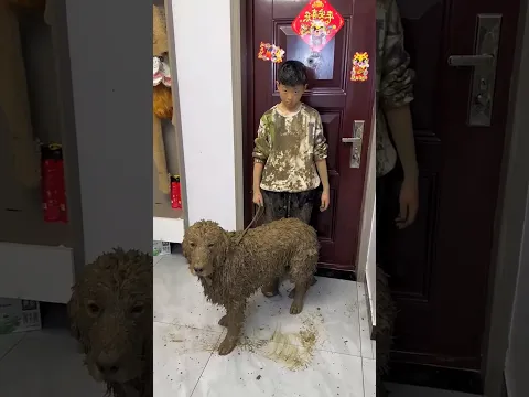 Dog is Innocent - The Child Framed Him 🐶😱~ New Viral Gadgets, Smart Appliances, Kitchen #shortsfeed
