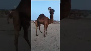جديد مركز سليم بن شالح وشريكه لبيع جميع انواع الإبل0538008009