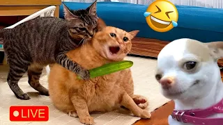 Funny Cats and Dogs 😹🐶 Part 7