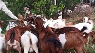 Grazing video of our goats❤️😄🍀