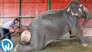 Wild Animals Giving Birth ! (Rare footage)
