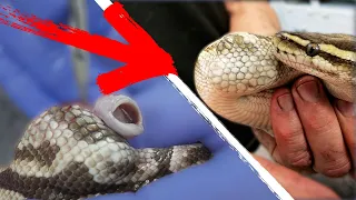 INSANE GIANT BARNACLE FOUND GROWING IN SNAKE?? Oddly Satisfying