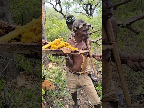 Hadzabe Tribe Old Man Teaches His Boys How to Harvest Stinging Bees Honey #shortsfeed #hadzabetribe