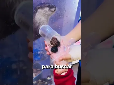 Esta Nutria Cambia Regalos por Comida ❤️