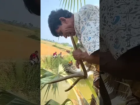 এই বৃদ্ধ  কিভাবে তাল গাছ থেকে রস বাহির করতেছে দেখুন