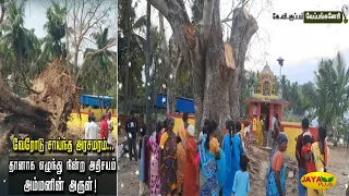 மழையில் விழுந்த அரசமரம் தானாக எழுந்து நின்ற அதிசயம் !! | Tree | Miracle | K V Kupum