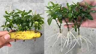 How to Grow Ixora coccinea flowers in Bananas at home for beginners | Vườn