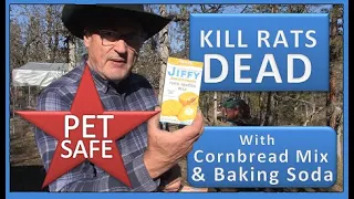 KILL RATS DEAD WITH CORNBREAD MIX & BAKING SODA - Pet Safe
