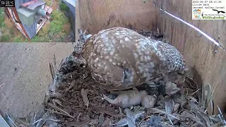 Super Sad: Wild Little Owl Mom Tries to Revive Dead Nestling in the LIVE Little Owl Israel Cam 1