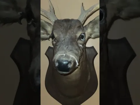 100 Year Old Deer Head Taxidermy