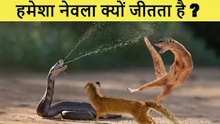 नेवला, सांप को कैसे मारता है ?
