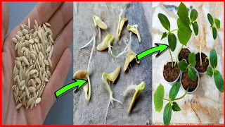 শসার বীজ থেকে চারা তৈরির পদ্ধতি ।। How to grow cucumber from seed ।।