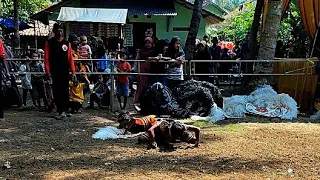 Jathilan Turonggo Wulung Live Pringgowijayan Kutoarjo