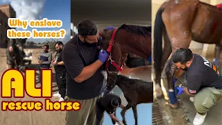 Ali rescue enslaved horses and cruel owners