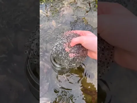 These are the tears of a mermaid
