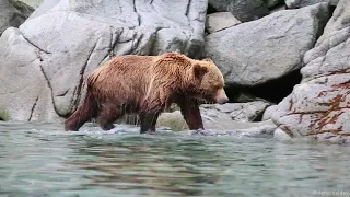 Encounter with a large Kamchatka Brown Bear