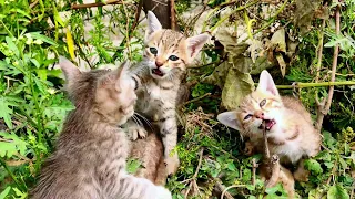 Cute Street Kittens Meowing and Calling Mama | Cute Animals #awwanimals