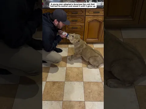 The fierce little lion lost its mother and met a man who adopted it. #lion  #animals #shorts