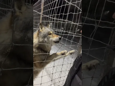 ПОТУШИЛ СВЕТ ВОЛКУ‼️ Волк БРАТИШ не успокоится 😱 #wolf #arcticwolf #greywolf