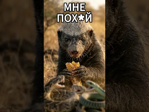 Почему даже львы уходят от медоеда молча