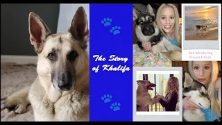 The Story of #Khalifa🐾❤️ 🐕 🌈🙏(& introducing Khoast & #Khalifornia) #adoptdontshop #petloss