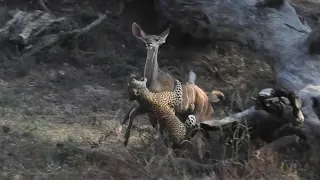 CHIPAZUA KILLS A YOUNG KUDU