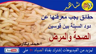 حقائق وأسرار عن دود السبلة لم تعرفها من قبل